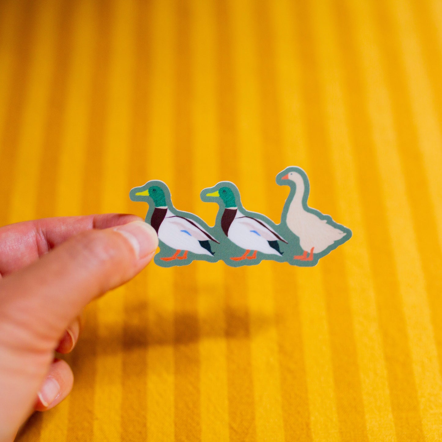 Three ducks illustrated on a sticker held by a hand against a yellow striped background