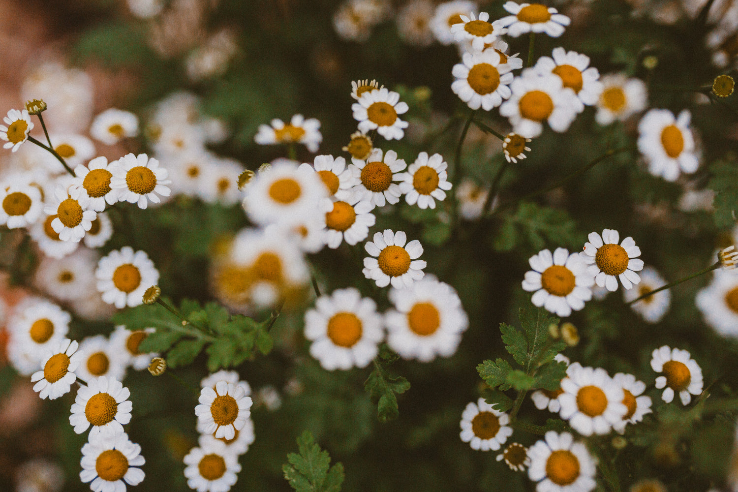 a  grainy, moody photo of feverfew flowers