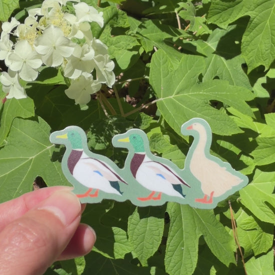 Video of a sticker with two ducks and a goose on iit