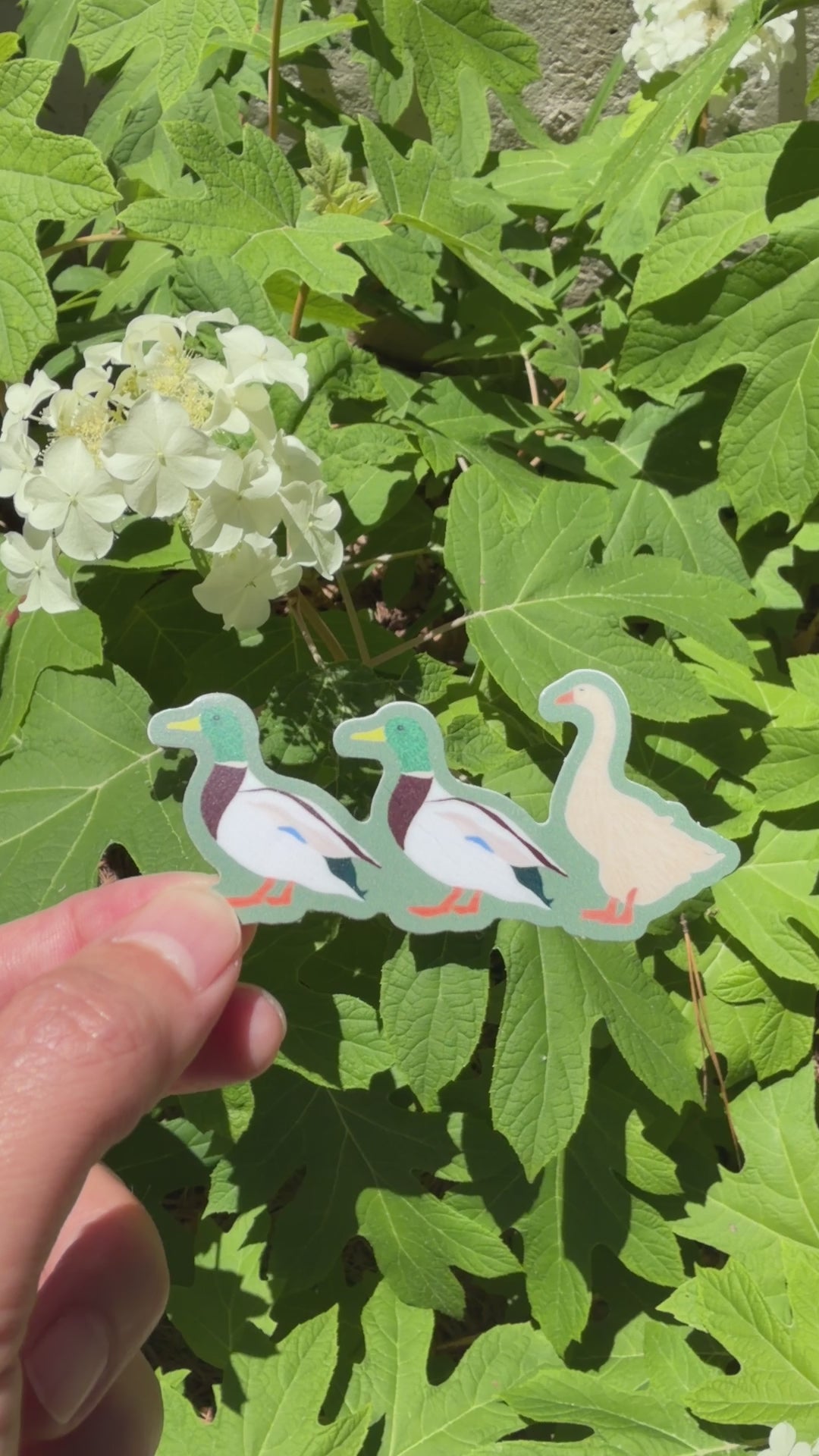 Video of a sticker with two ducks and a goose on iit